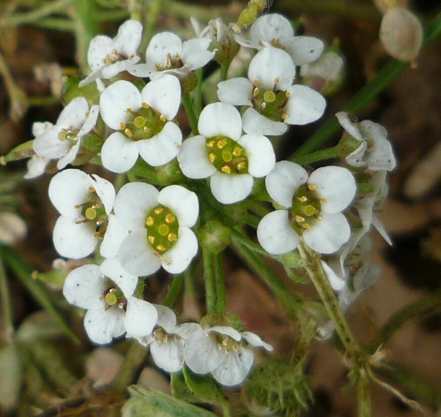 High Resolution Lobularia maritima Flower